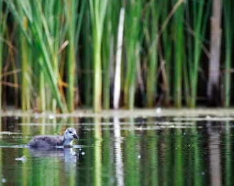 Bird Wall Art Print, Little Grebe | Moody Wetland Lake House Decor | Large Framed Nature Photography, Housewarming Gift
