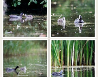 Baby Bird Nursery Wall Art | Set of 4 Prints, Gallery Wall Set | Wetland Coot Chicks, New Baby Gift