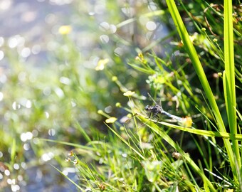 Dragonfly Wall Art Print | Moody Botanical Pond Decor | Large Framed Macro Nature Photography, Housewarming Gift