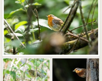 Robin Wall Art Set of 3 Prints | Bird Gallery Wall Set | Cottagecore Christmas Decor, Bird Lover Gift
