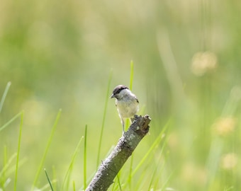 Bird Wall Art Print, Marsh Tit | Moody Woodland Cottagecore Decor | Large Framed Songbird Photography, Bird Lover Gift