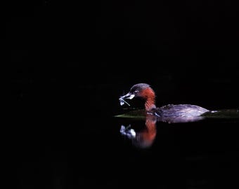 Bird Wall Art Print, Grebe & Dragonfly | Moody Wetland Lake House Decor | Large Framed Nature Print, Housewarming Gift
