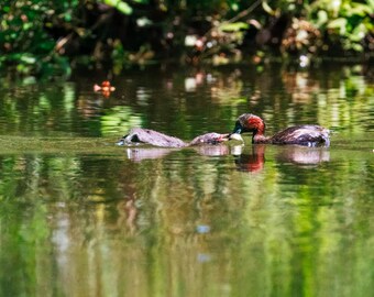 Little Grebe Feeding Chick Wall Art | Woodland Nursery Print, Wetland Bird Photography, New Baby Gift