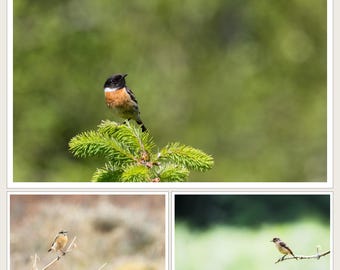 Bird Wall Art Set of 3 Prints | Gallery Wall Set, Moorland Decor | Stonechat Family, Male Female Juvenile, Bird Lover Gift