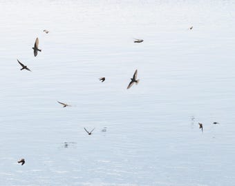 Birds in Flight Wall Art Print | Coastal Blue Lake House Decor | Large Framed Sand Martin Photography, Housewarming Gift