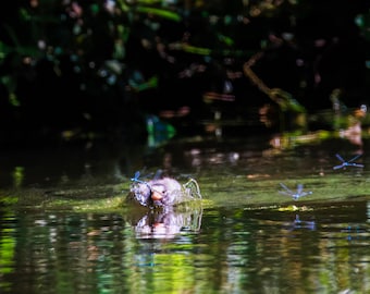 Grebe Chick & Dragonfly Wall Art | Moody Wetland Print, Dark Nature Photography, Lake House Decor Gift