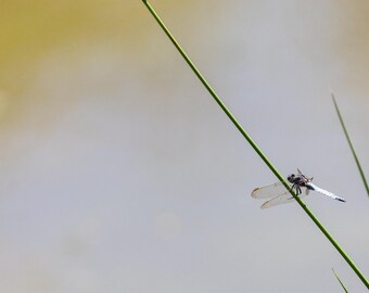 Dragonfly Wall Art Print | Minimal Botanical Nature Decor | Large Framed Macro Photography, Housewarming Gift
