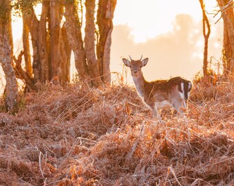 Deer Wall Art | Golden Sunrise Woodland Print, Fallow Deer Nature Photography, Rustic Cabin & Cottagecore Decor