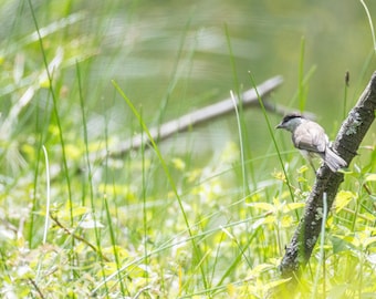 Songbird Wall Art Print, Marsh Tit | Woodland Edge Cottagecore Decor | Large Framed Bird Photography, Bird Lover Gift