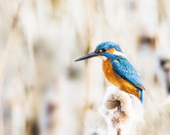 Kingfisher Wall Art Print | Moody Wetland Lake House Decor | Large Framed Bird Photography, Housewarming Gift