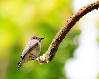 Bird Wall Art Print, Spotted Flycatcher | Green Cottagecore Woodland Decor | Large Framed Songbird Print, Bird Lover Gift