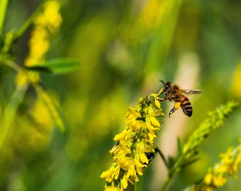 Bee Wall Art Print, Wildflower Meadow | Botanical Cottagecore Decor | Large Framed Macro Photography, Housewarming Gift