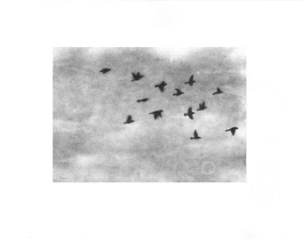 Many Sparrows - Pencil Drawing