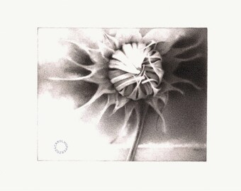Unfurled - Original Pencil Drawing