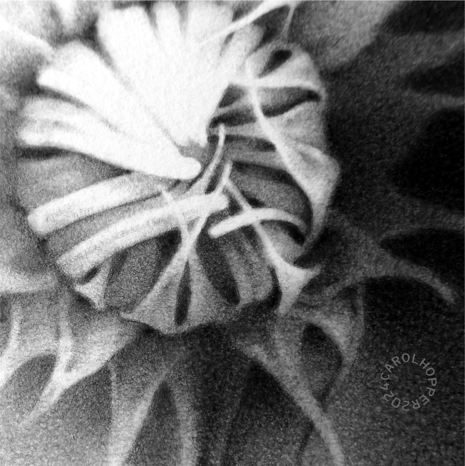 Unfurled - Artist in Exile Series - Pencil Drawing - Etsy