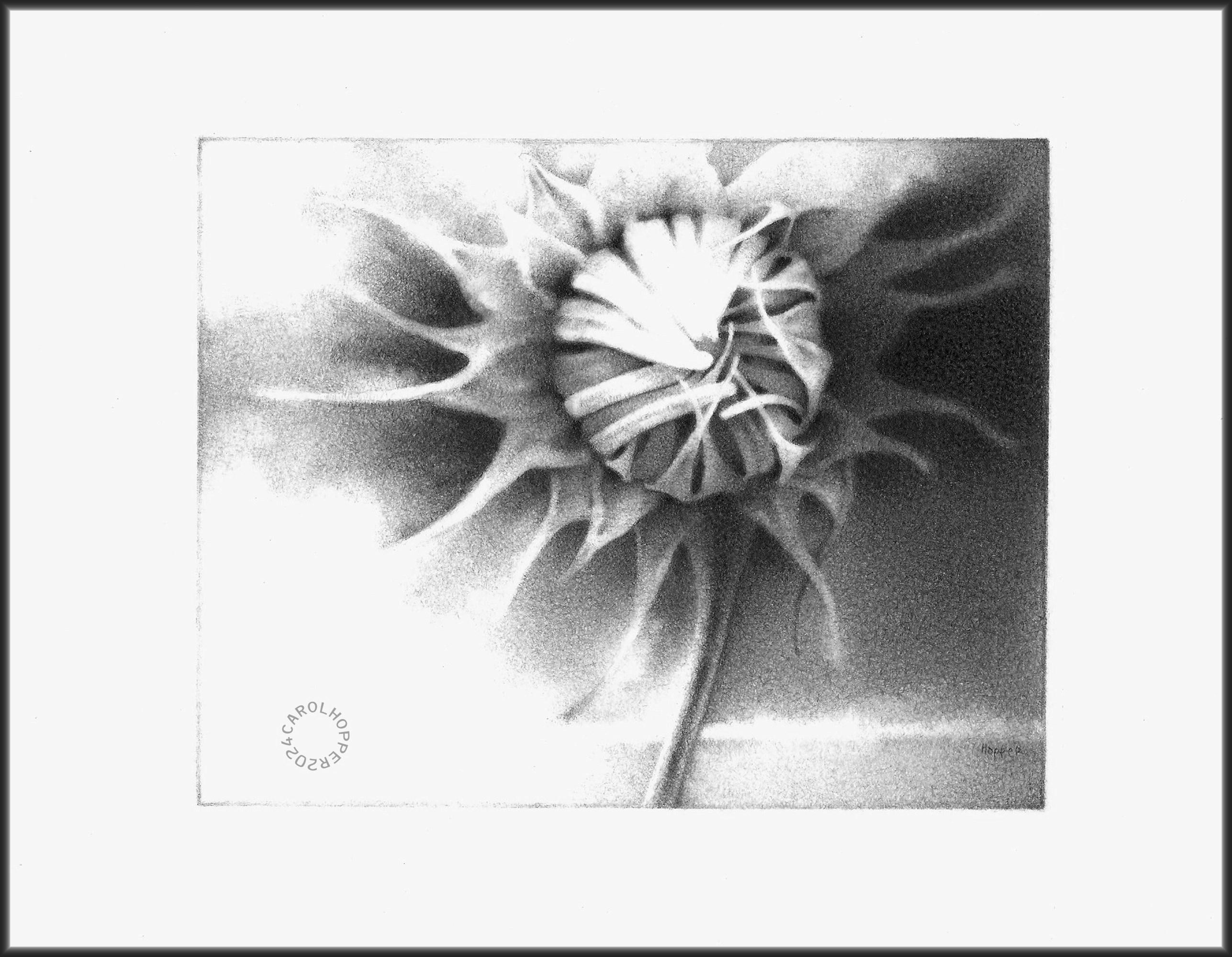 Unfurled - Artist in Exile Series - Pencil Drawing - Etsy