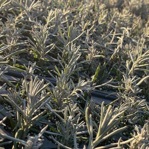 May include: Close-up of a field of young lavender plants. The plants have silvery-green foliage and are arranged in rows. The image is well-lit, highlighting the texture and color of the plants. The overall theme is gardening and nature.