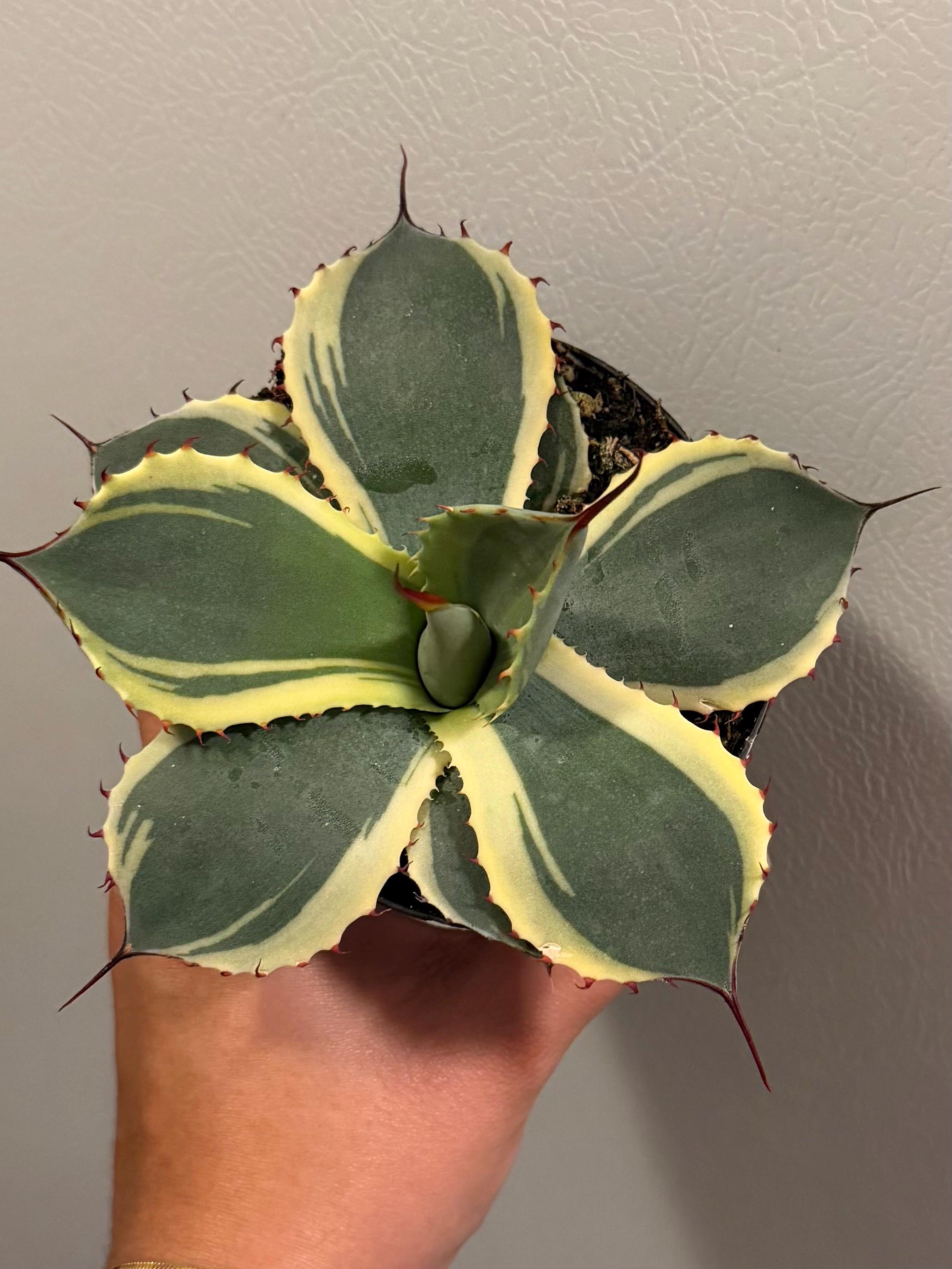 Agave Parryi Truncata Orizaba - Etsy