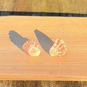 Kitten’s Paw Sea Shell Stud Earrings - Tiny Natural Shell Studs Beach Jewelry