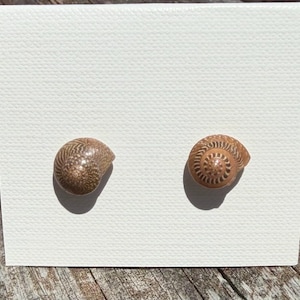 May include: A pair of stud earrings featuring natural spiral seashells with brown and tan patterned markings. The shells are mounted on a white textured display card, showcasing the intricate, circular growth patterns of the sea snail shells.