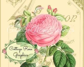 Pink Rose digital download Stinson Vintage typography ephemera single image ECS buy 3 get one free