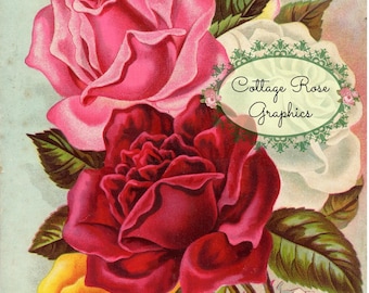 Vintage Rose Advertisement Roses: High-Resolution Digital Download