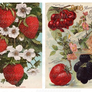 May include: Two vintage botanical illustrations featuring fruit and flowers. The left image shows a cluster of red strawberries with white blossoms. The right image shows a bunch of red cherries with white flowers and a white bird. The text "Reid's Annual Catalogue 1896" is visible in the top right corner.