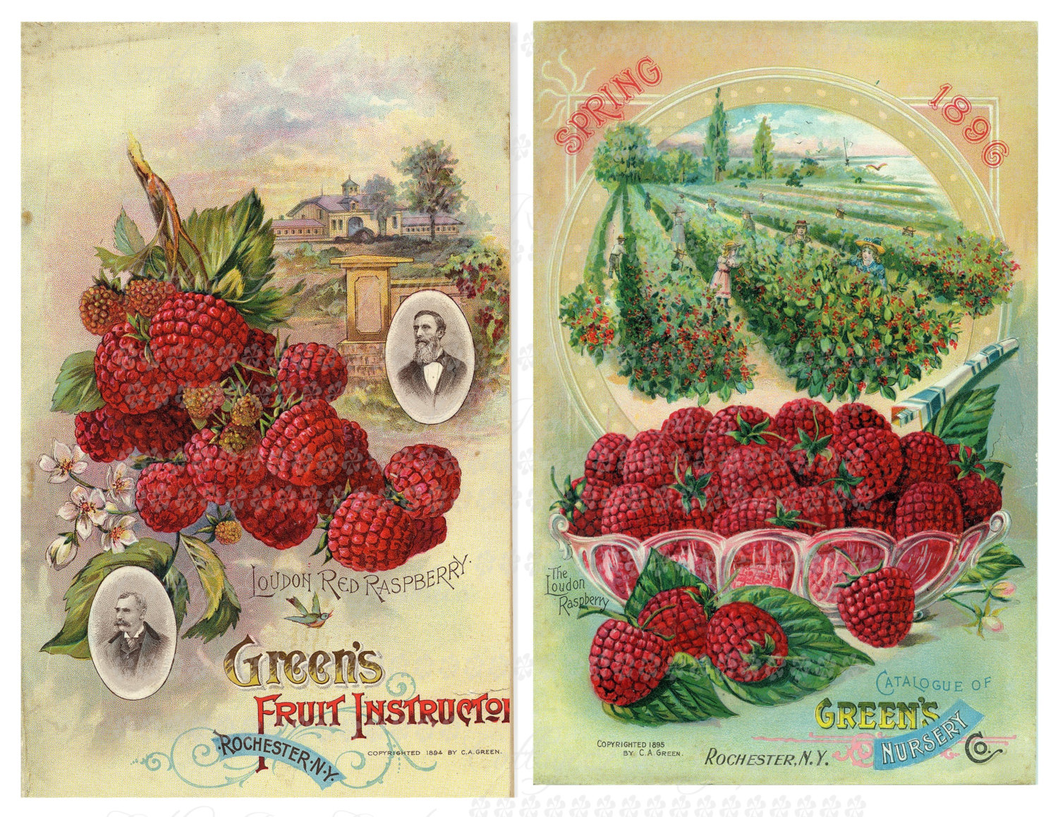 Vintage Raspberry Themed Decor Vintage Advertising Raspberries Large Digital Download Collage - Etsy