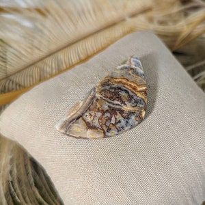 Crazy Lace Agate Designer Cut Cabochon S098 image 1