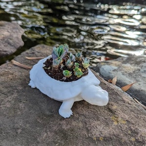 Puede incluir: Una maceta de tortuga de cerámica blanca con una variedad de pequeñas suculentas verdes que crecen en su interior. La maceta está sentada sobre una gran roca gris cerca de un pequeño estanque.