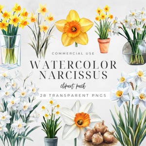 Akwarela Narcyz Clipart, Zimowy Kwiat, Botaniczny PNG, Urodziny Clip Art, Grudzień Urodziny Kwiat, Kwiatowe Cyfrowe Rzemiosło | CC057