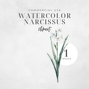 Akwarela Narcyz Clipart, Zimowy Kwiat, Botaniczny PNG, Urodziny Clip Art, Grudzień Urodziny Kwiat, Kwiatowe Cyfrowe Rzemiosło | CC057