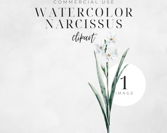 Watercolor Narcissus Clipart, December Birth Flower, Winter Botanical PNG, Birthday Clip Art,  Floral Digital Craft | CC057