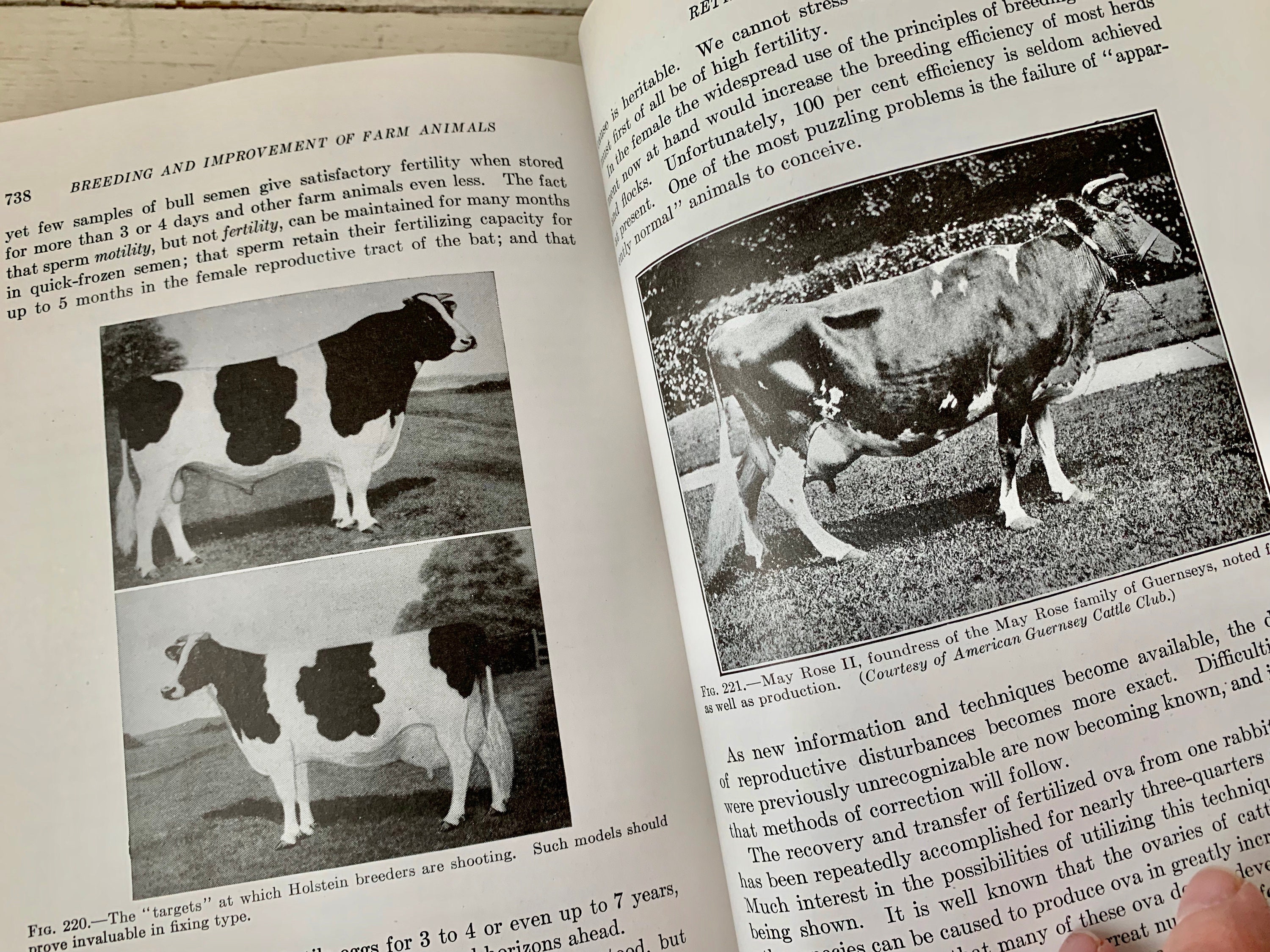 Breeding and Improvement of Farm Animals Rice and Andrews - Etsy Breeding and Improvement of Farm Animals Rice and Andrews - Etsy