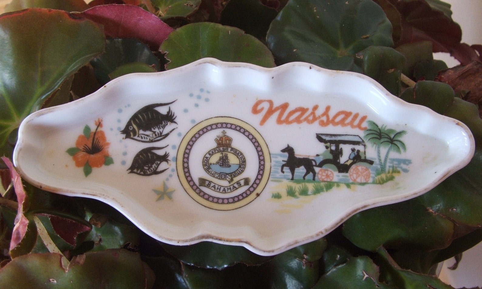 Nassau Bahamas Souvenir Dish Etsy