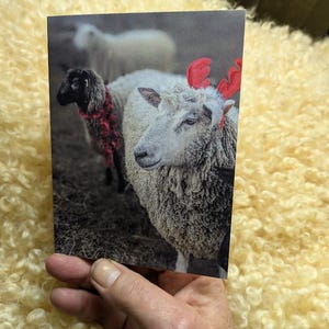 May include: A greeting card featuring a photograph of sheep. One sheep wears red antlers, and another has a red scarf. The background shows other sheep in a field. The card is held by a hand against a textured, yellow background.