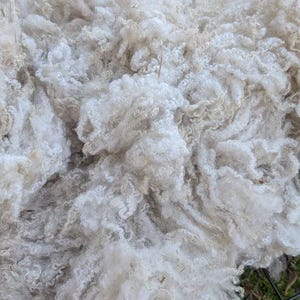 May include: A large, dense mass of raw, unwashed sheep wool featuring a natural off-white and cream color palette. The fibers are highly textured, curly, and crimped, showing visible organic debris and plant matter throughout the fleece.