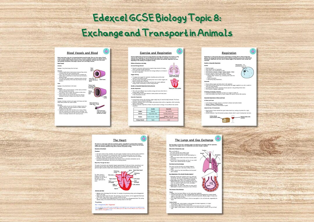 GCSE Biology Revision Notes Edexcel: Topic 8 Exchange and Transport in ...