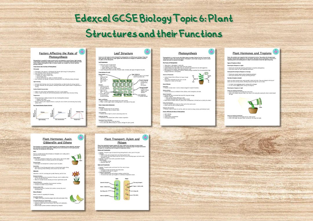 GCSE Biology Revision Notes Edexcel: Topic 6 Plant Structures and Their ...