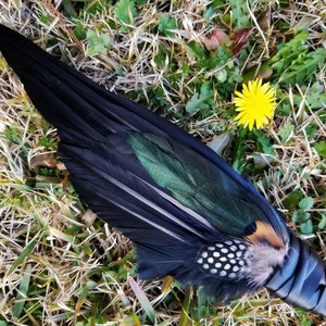 Smudge Fan. Smudge Feather. Raven. Crow. Feather. Crow Feather Fan. Black. Raven Fan. Crow Fan. Feather for Smudge. Native.
