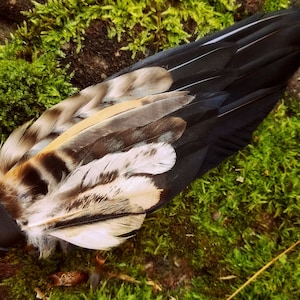 Smudge Fan. Owl Crow Raven. Smudge Feather. Feather. Crow Owl Feather Fan. Black. Raven Fan. Crow Fan. Feather for Smudge. Native American