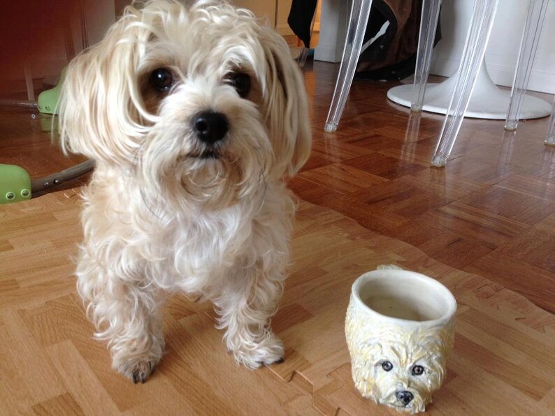 Hunde Die Wie Teddybären Aussehen Hunde, die wie ein Fuchs aussehen