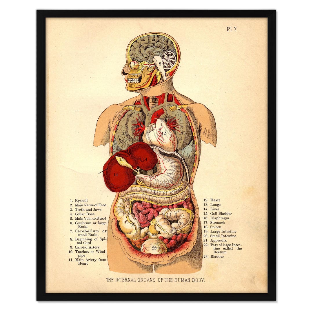 Anatomie Gehirn Kosmetiktasche – Neurowissenschaft Design, 23,5x17 Cm, Aus Leinen, Mit Reißverschluss