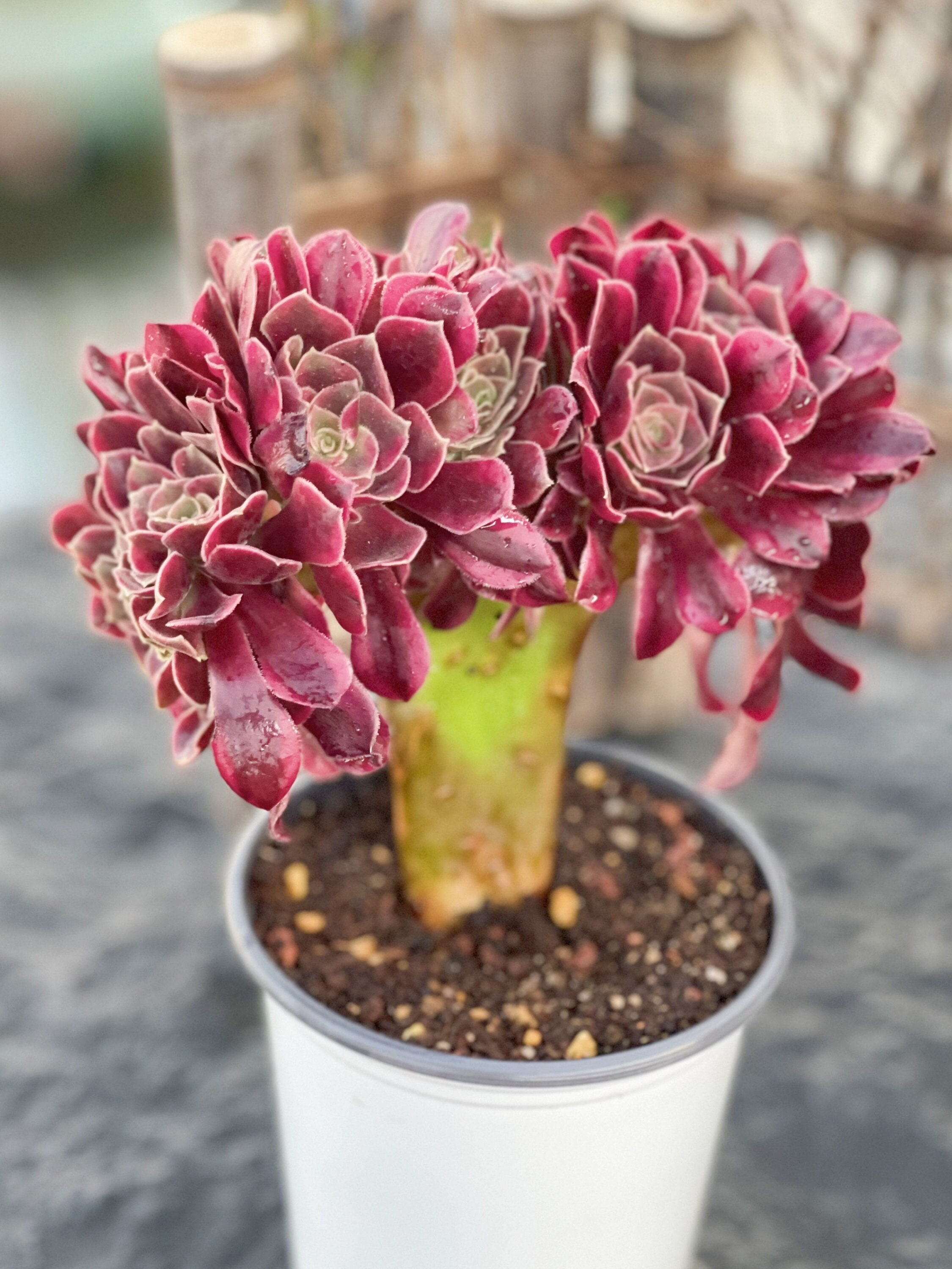 Mars-Pflanze, 4 '' Aeonium Medusa 'verschiedene, seltene und bunte lebende Sukkulente, bunte Sukkulente