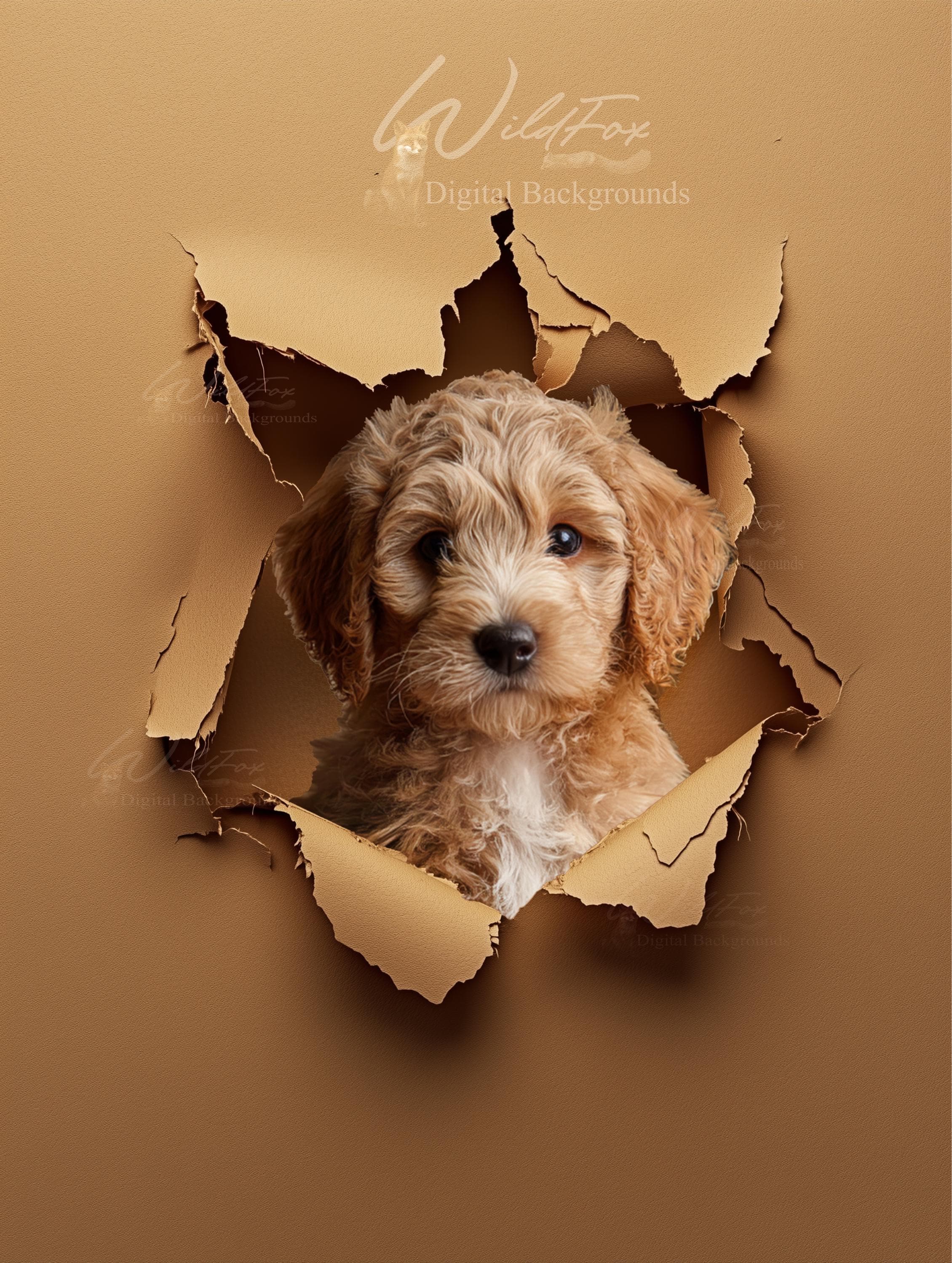 Requisite Background 14 Torn Paper Digital Photography Backgrounds: PSD Files (photoshop ...