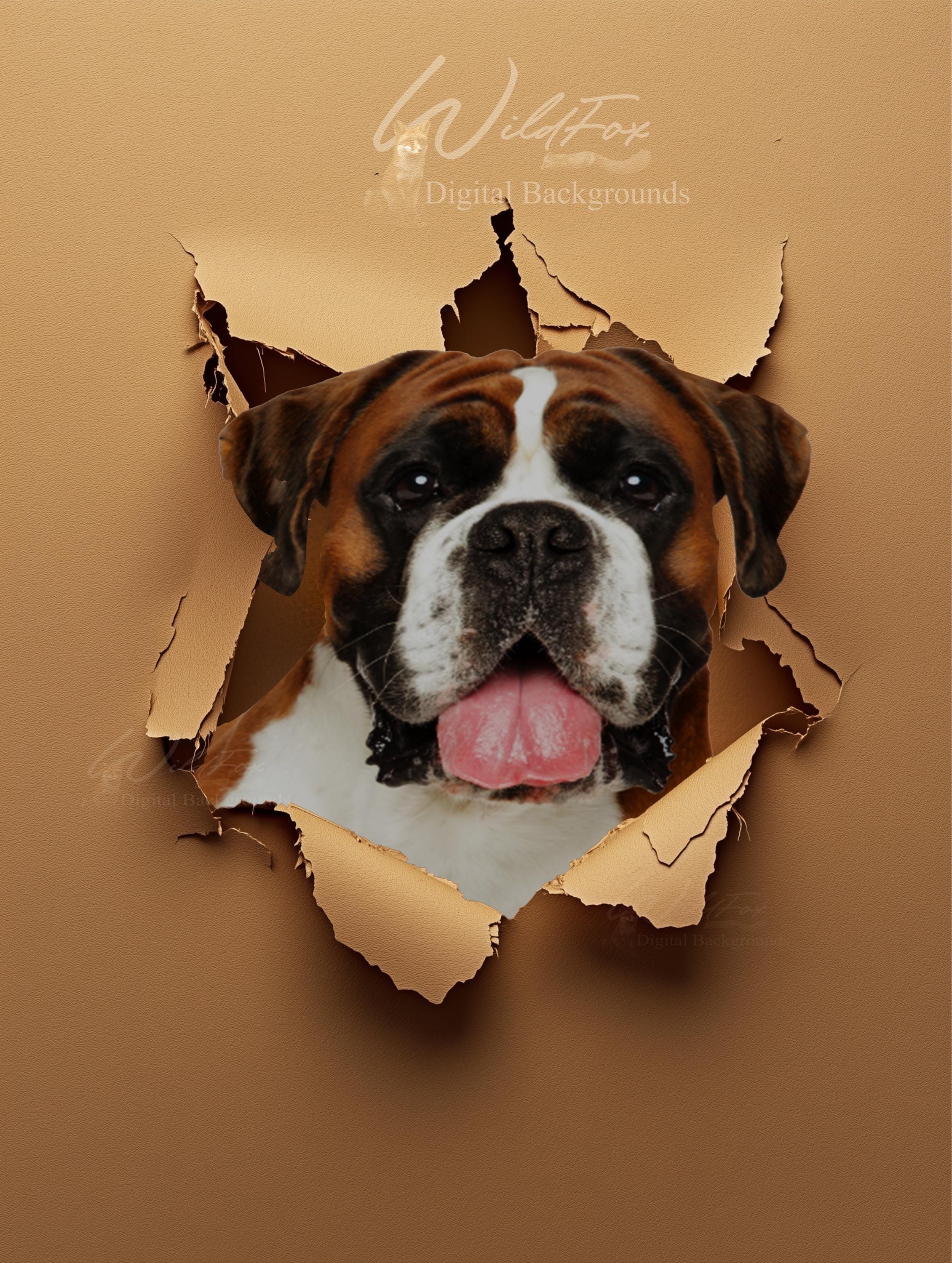 Requisite Background Torn Paper Digital Photography Backgrounds: PSD Files (photoshop ...