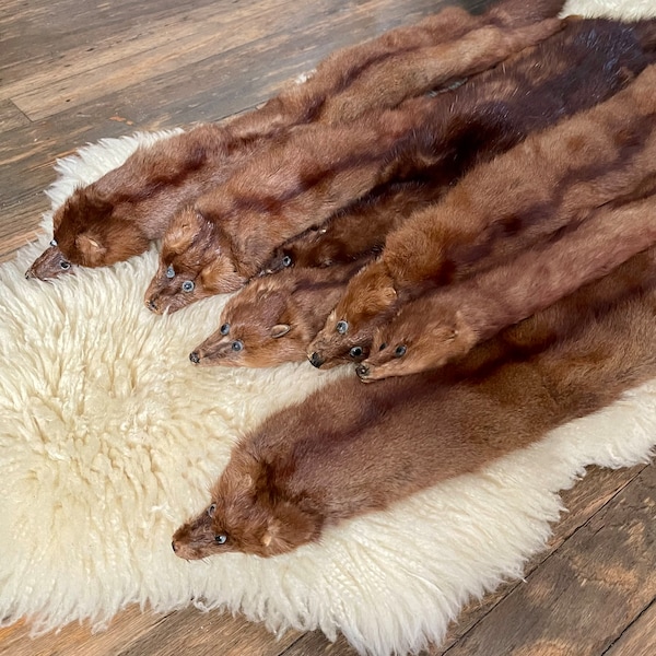 Vintage Mink Fur Pelts. Autumn Haze Mink Fur. Dark Mink Fur. Pelt Fur. Vintage 40s 50s 60s Mink Fur. Genuine Mink Fur Pelts. Mahogany Fur.