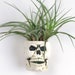 see more listings in the Air Plant holder section