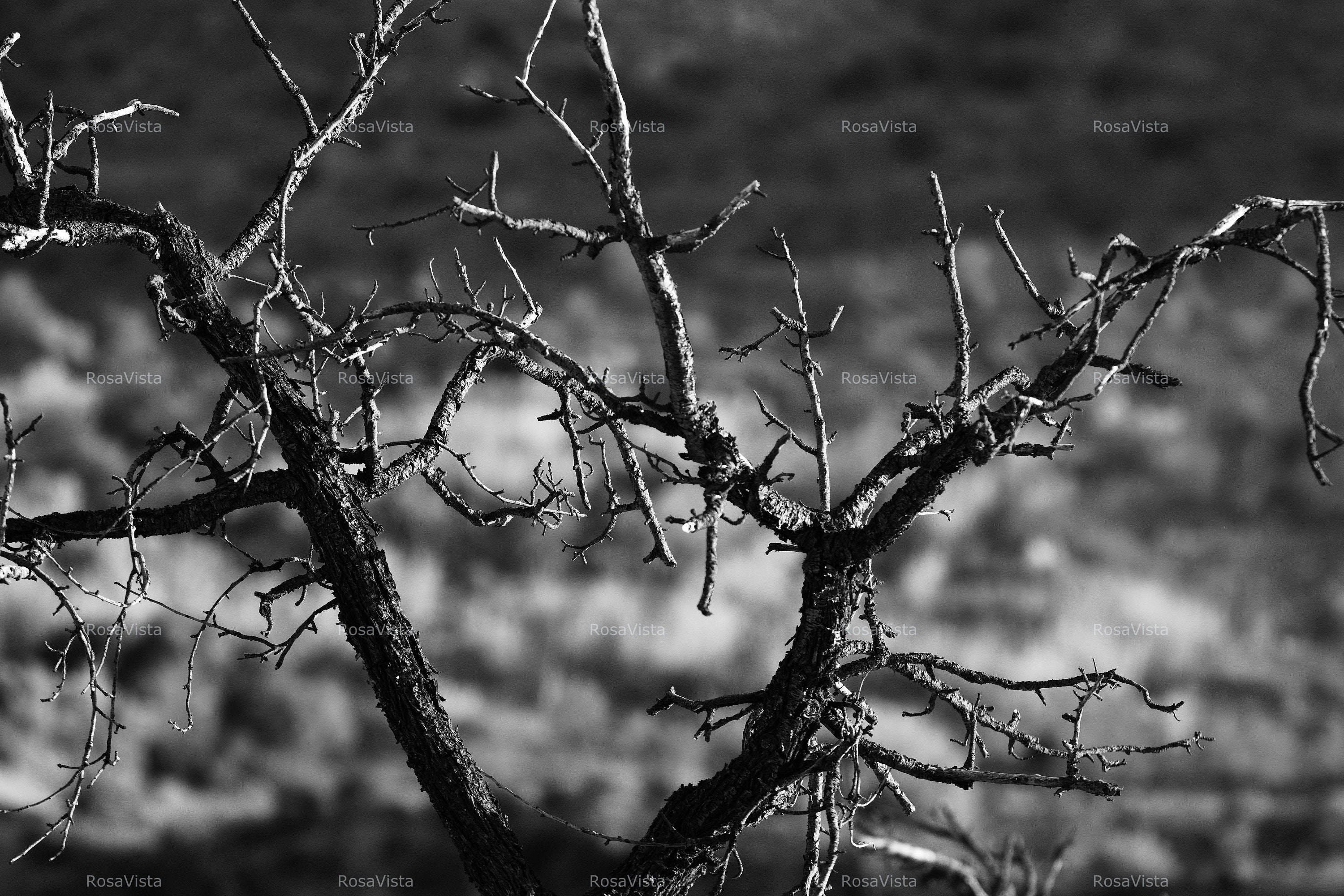 Imagen digital gótica horizontal JPG en blanco y negro de alta calidad de un almendro muerto (descarga instantánea)