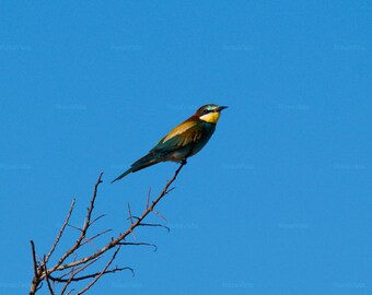 3 imágenes digitales JPG de gran tamaño y alta calidad de un abejaruco europeo posado en un árbol muerto, colores vibrantes - Descarga instantánea